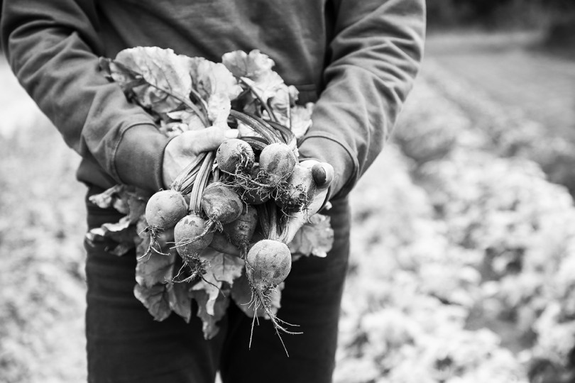 Dobbelhoeve bio rode biet Dobbelhoeve bio rode biet